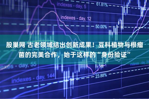 股巢网 古老领域结出创新成果！豆科植物与根瘤菌的完美合作，始于这样的“身份验证”